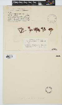 Image of Ahnfeltiopsis humilis