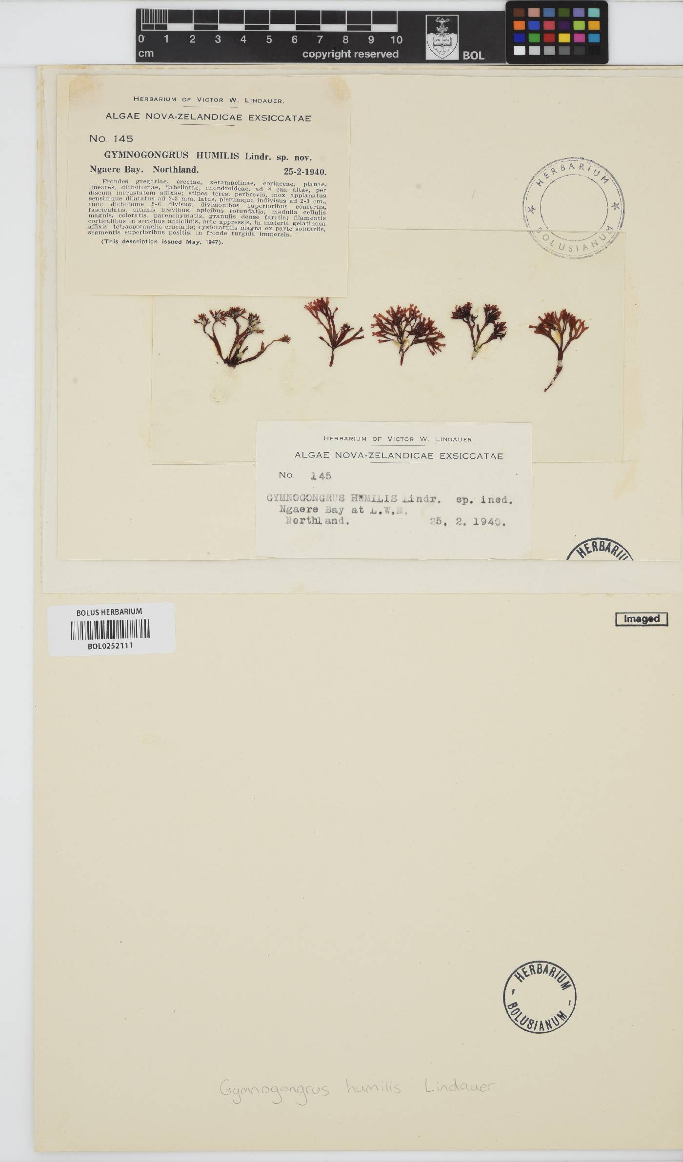 Ahnfeltiopsis humilis image