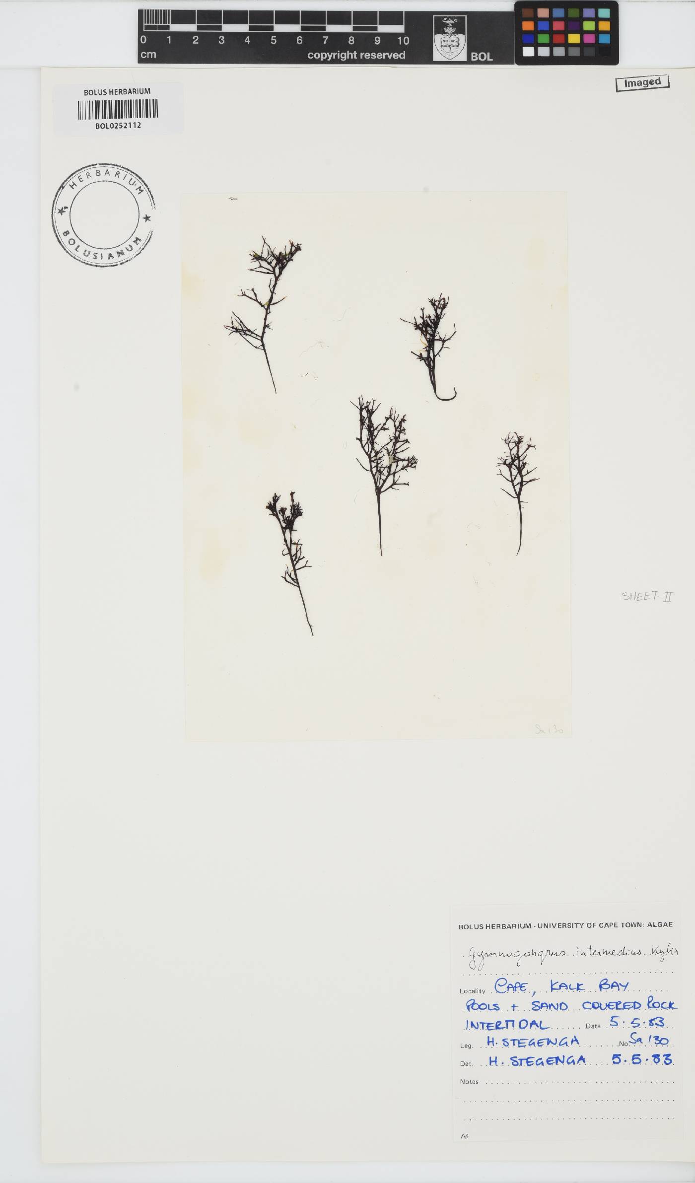 Ahnfeltiopsis intermedia image