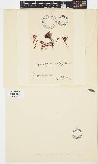 Image of Besa leptophylla