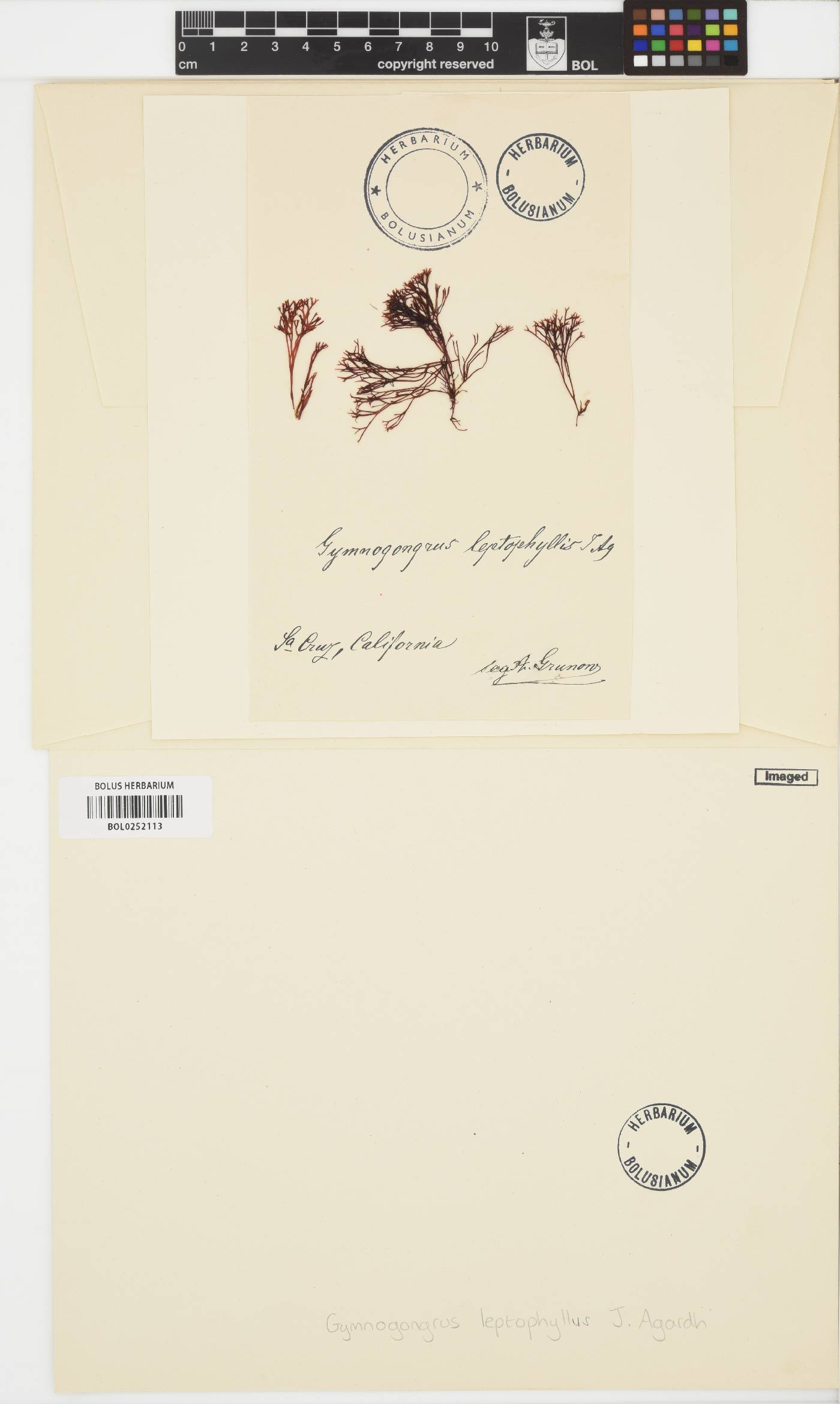 Besa leptophylla image