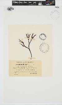 Image of Ahnfeltiopsis linearis