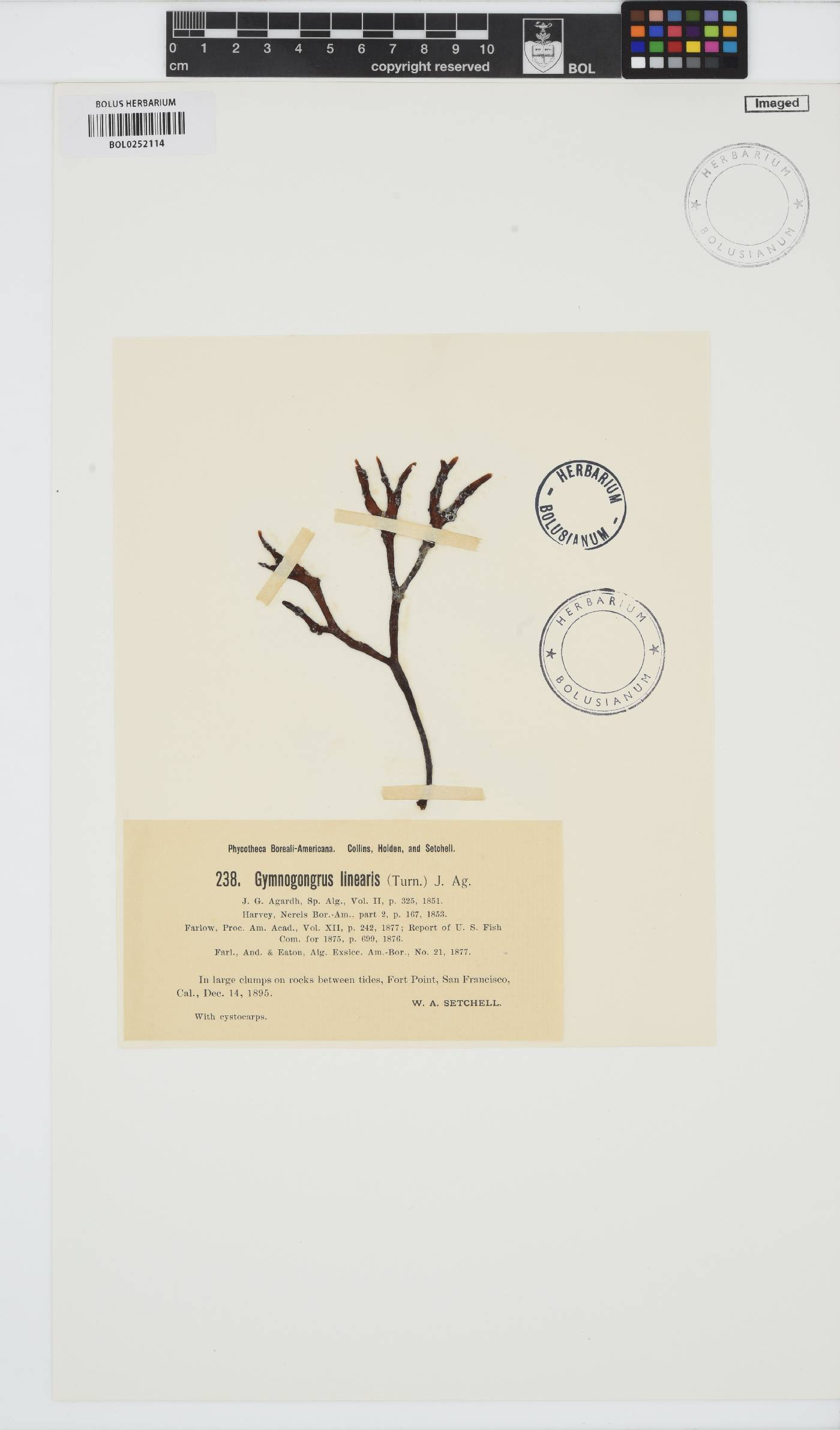 Ahnfeltiopsis image