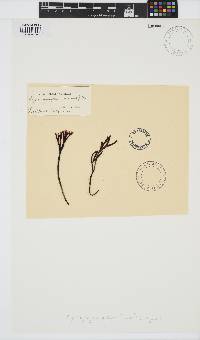 Ahnfeltiopsis linearis image