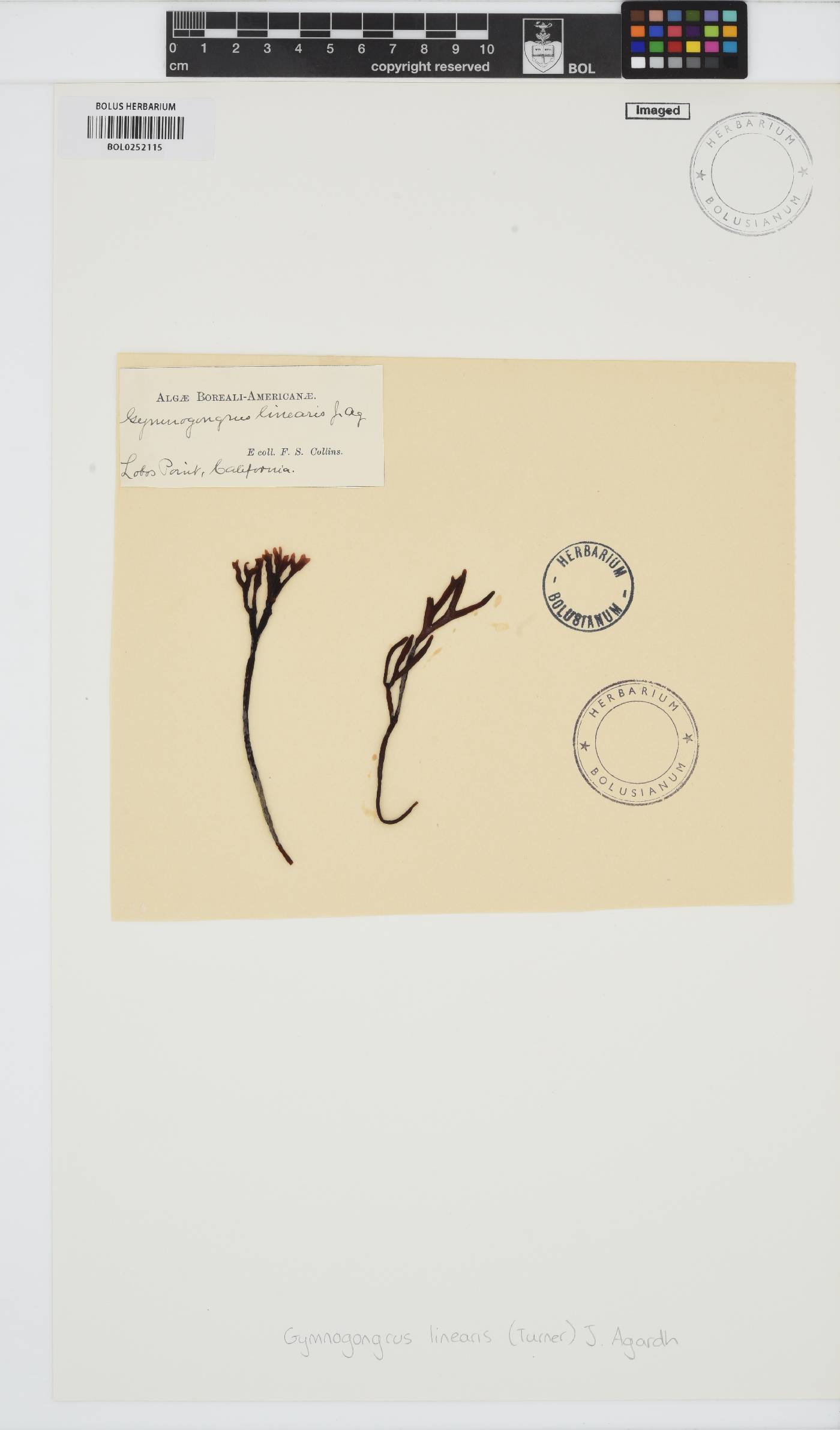 Ahnfeltiopsis linearis image