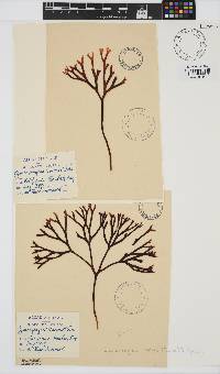 Ahnfeltiopsis linearis image