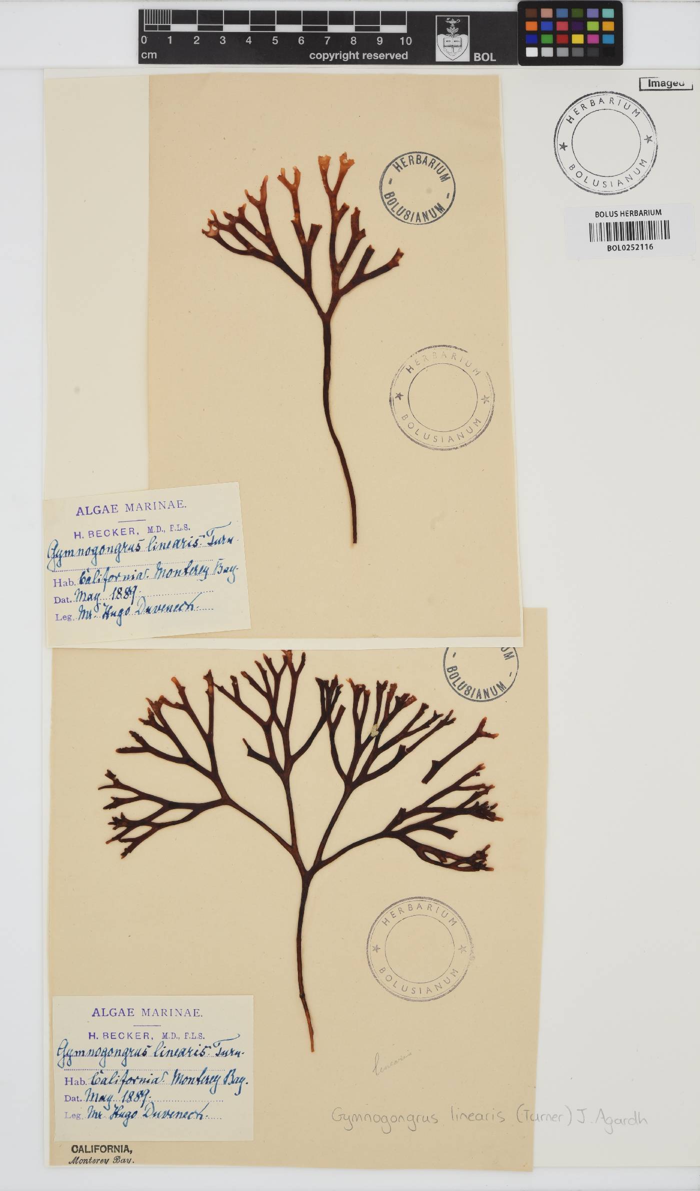 Ahnfeltiopsis linearis image