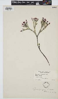 Ahnfeltiopsis linearis image
