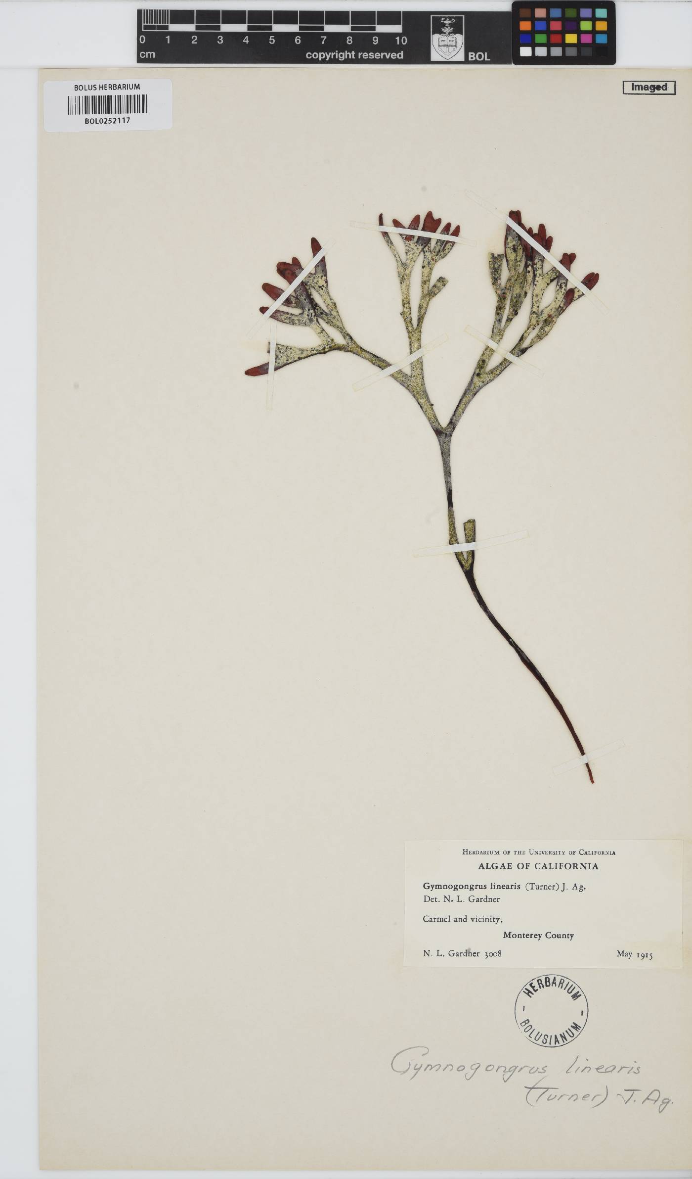 Ahnfeltiopsis linearis image