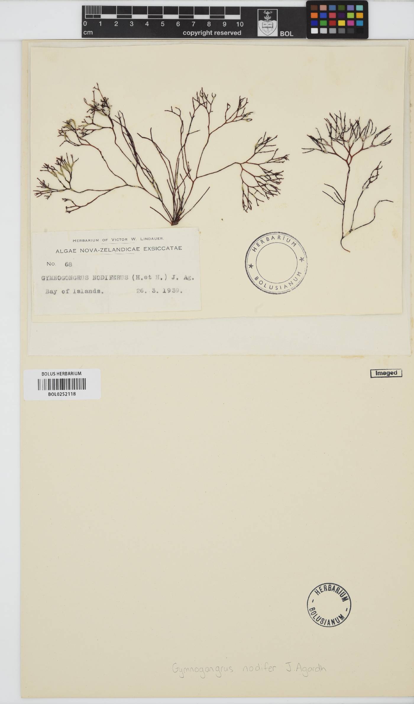 Gymnogongrus nodifer image