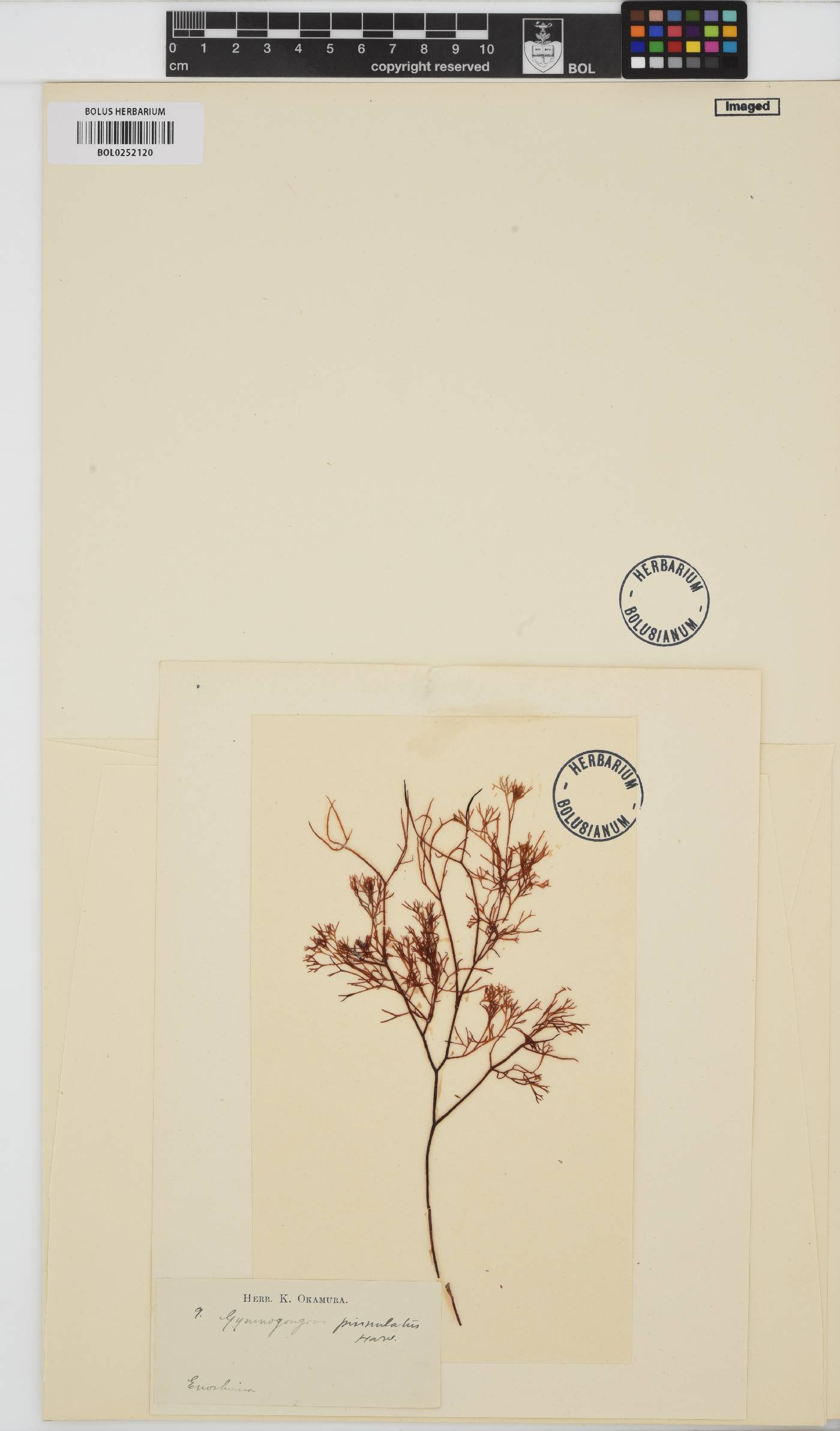 Chondrus pinnulatus image