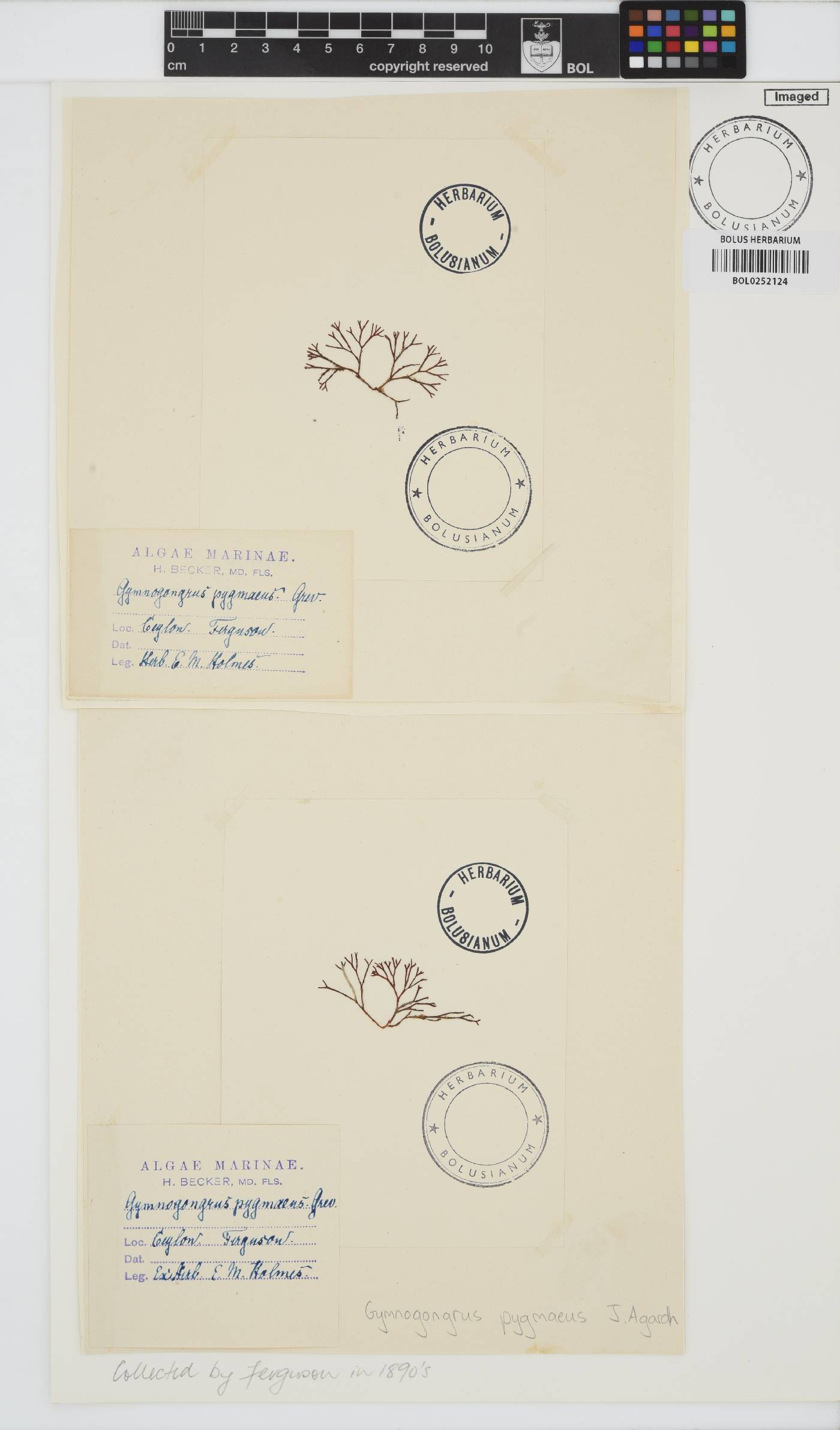 Ahnfeltiopsis pygmaea image