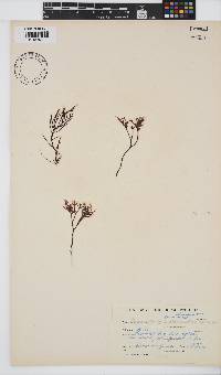 Ahnfeltiopsis vermicularis image