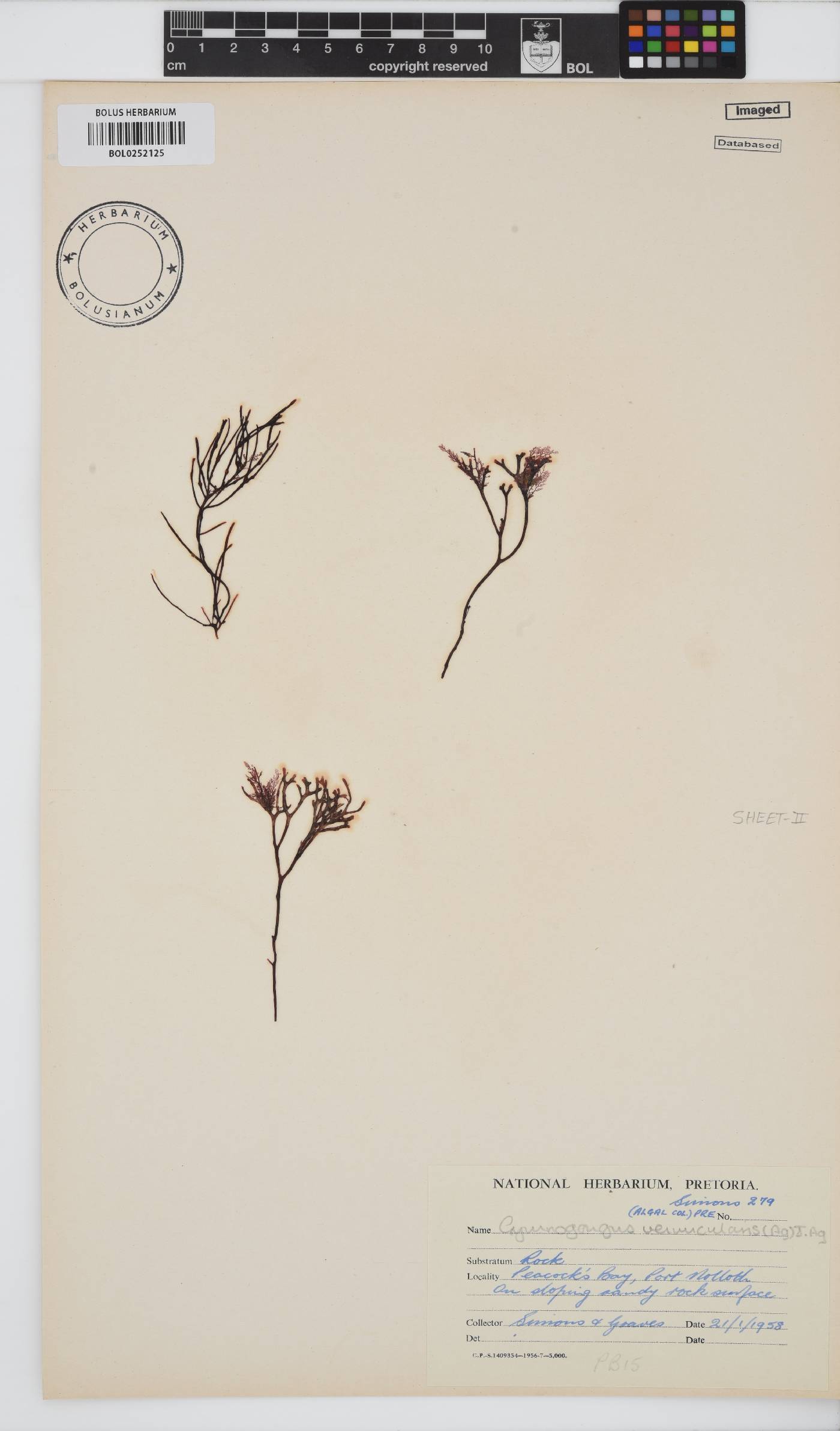 Ahnfeltiopsis vermicularis image