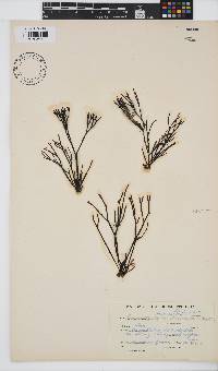 Ahnfeltiopsis vermicularis image