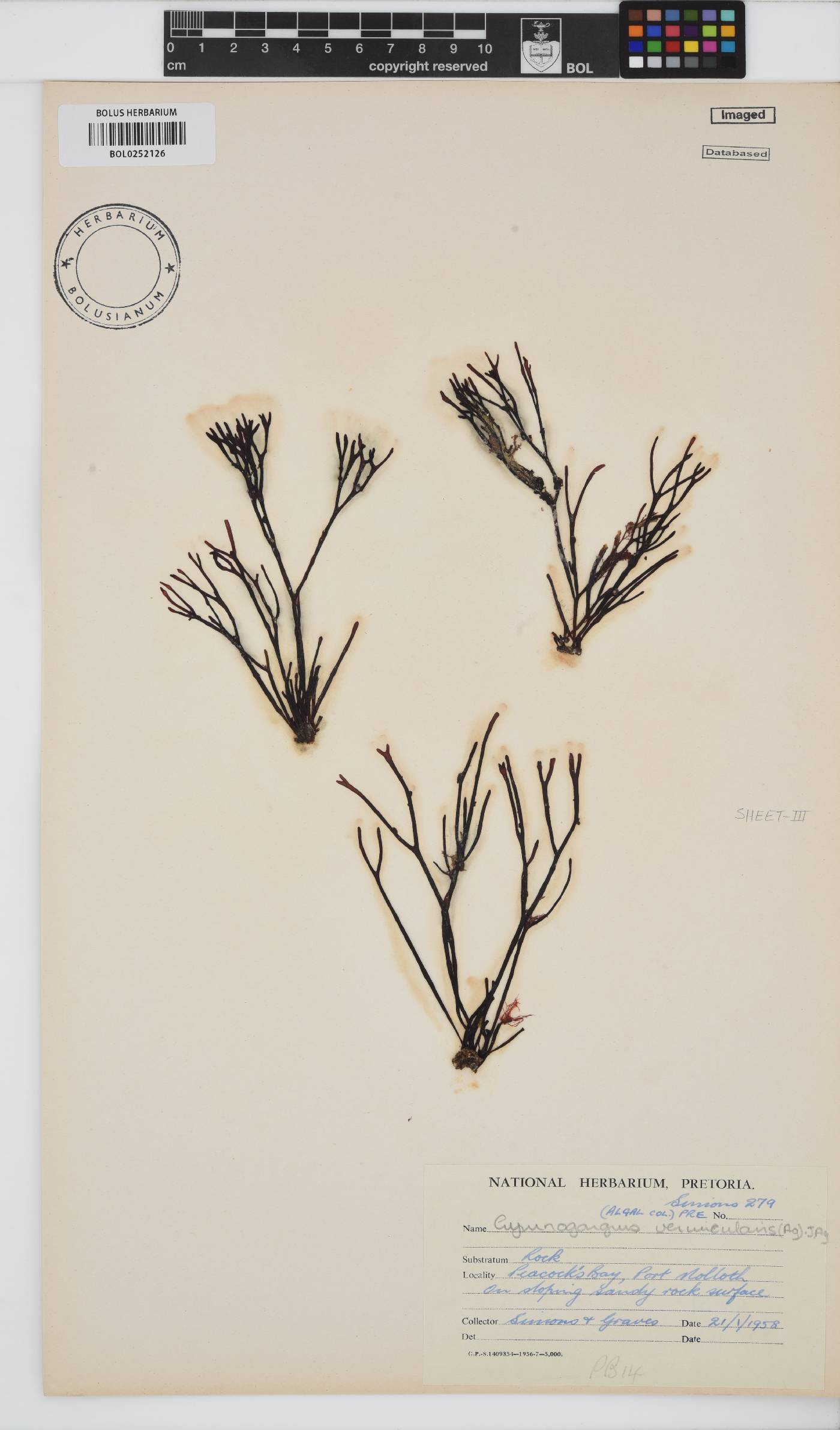 Ahnfeltiopsis vermicularis image