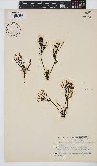 Ahnfeltiopsis vermicularis image