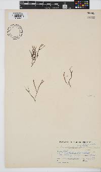 Ahnfeltiopsis vermicularis image