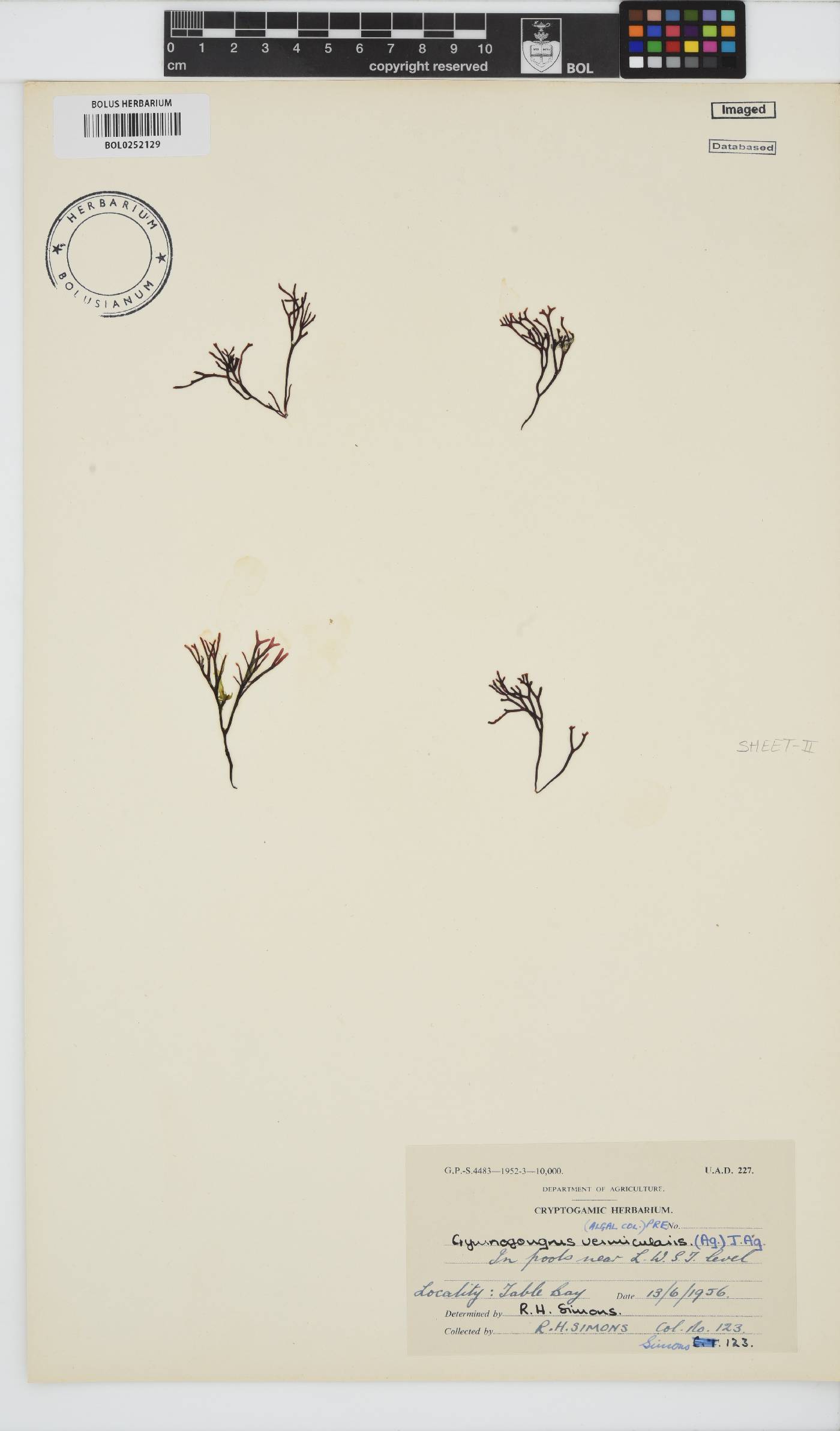 Ahnfeltiopsis vermicularis image