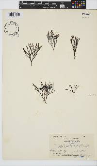 Ahnfeltiopsis vermicularis image