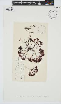 Ahnfeltiopsis vermicularis image