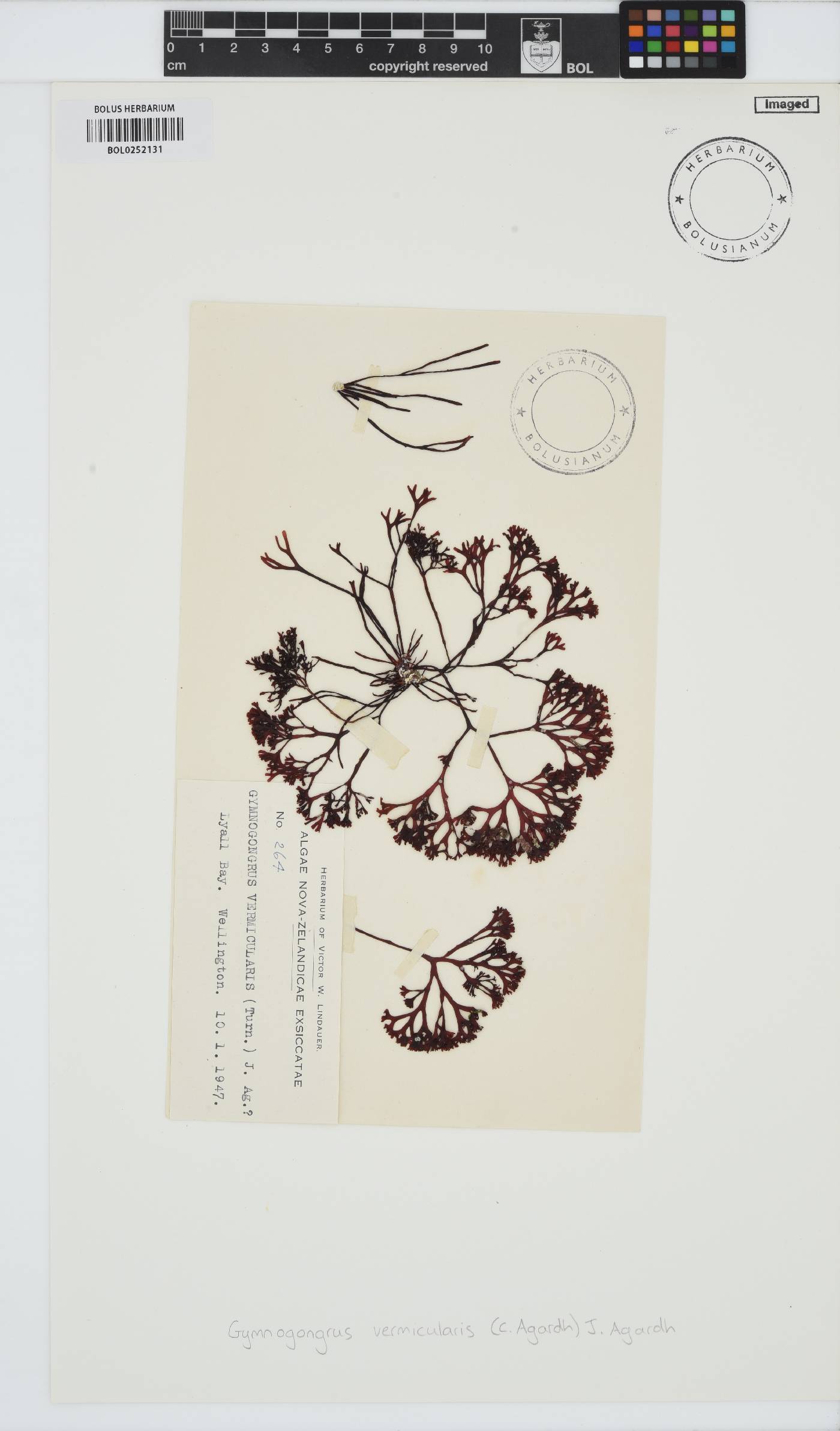 Ahnfeltiopsis vermicularis image