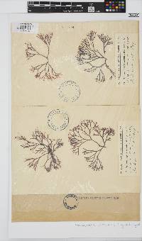 Ahnfeltiopsis vermicularis image