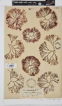 Ahnfeltiopsis vermicularis image