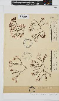 Ahnfeltiopsis vermicularis image