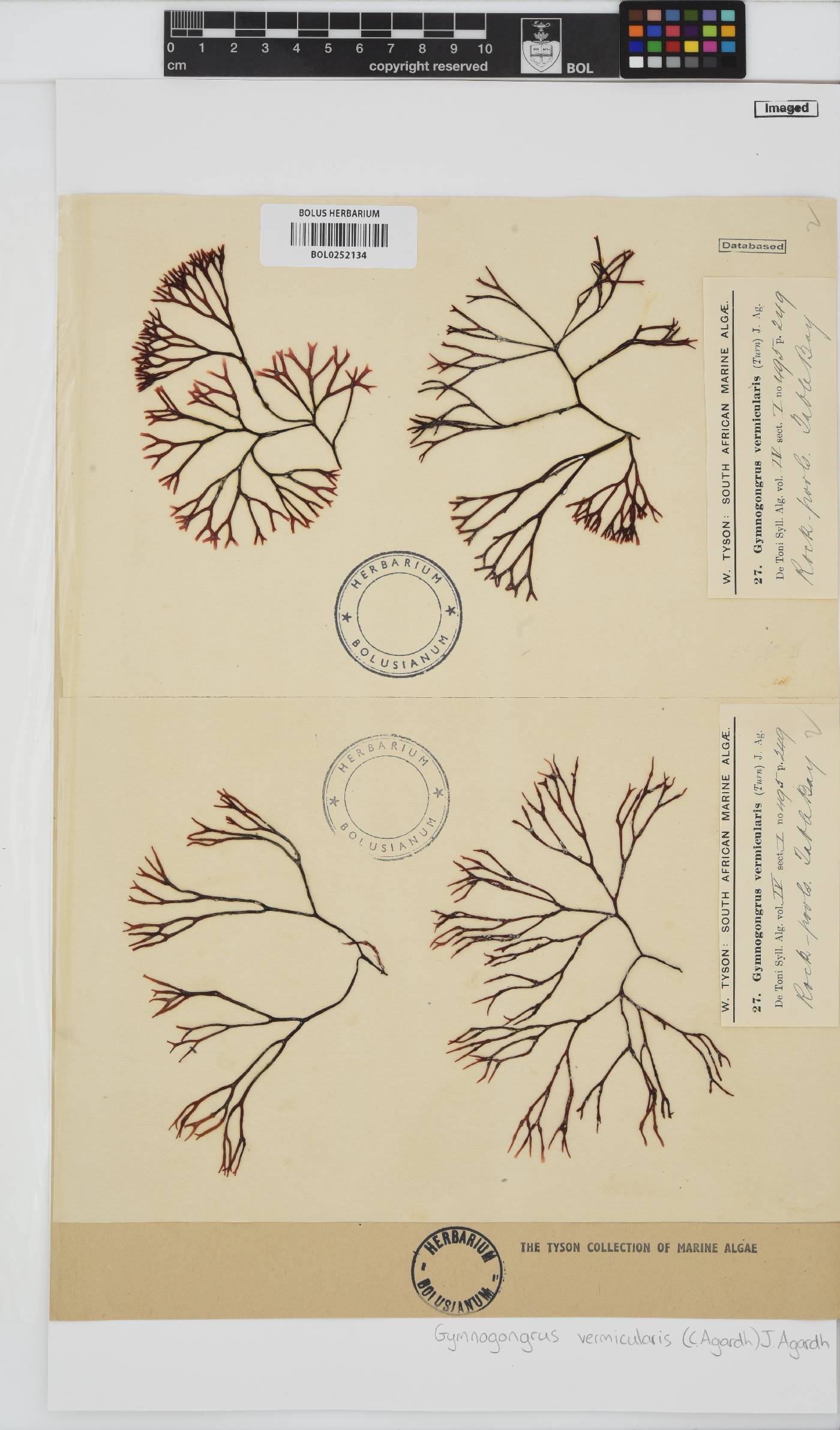 Ahnfeltiopsis vermicularis image