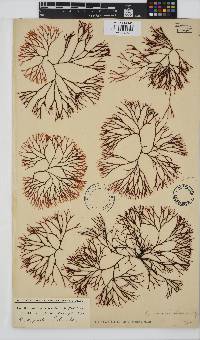Ahnfeltiopsis vermicularis image