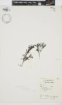 Ahnfeltiopsis vermicularis image