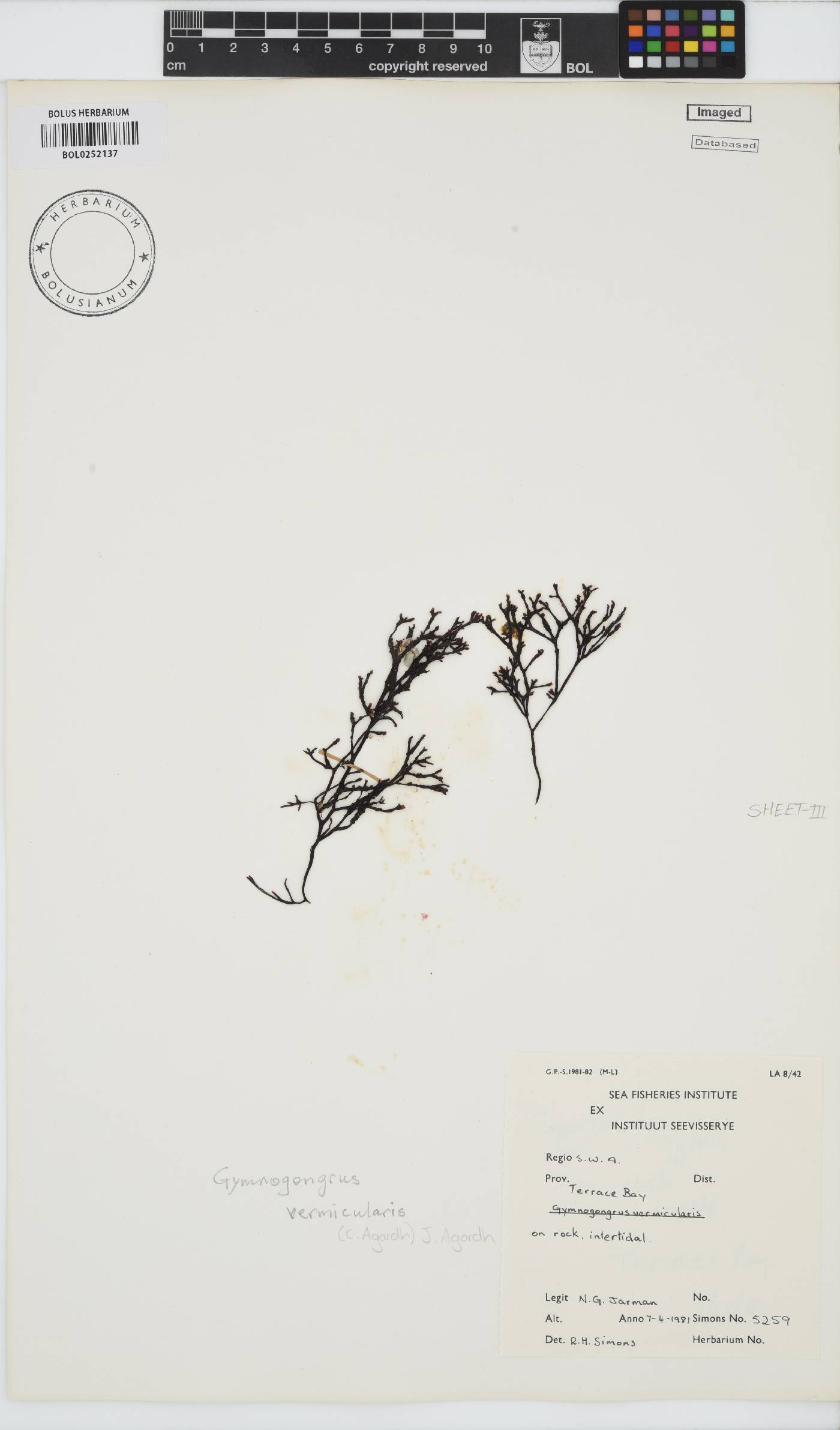 Ahnfeltiopsis vermicularis image