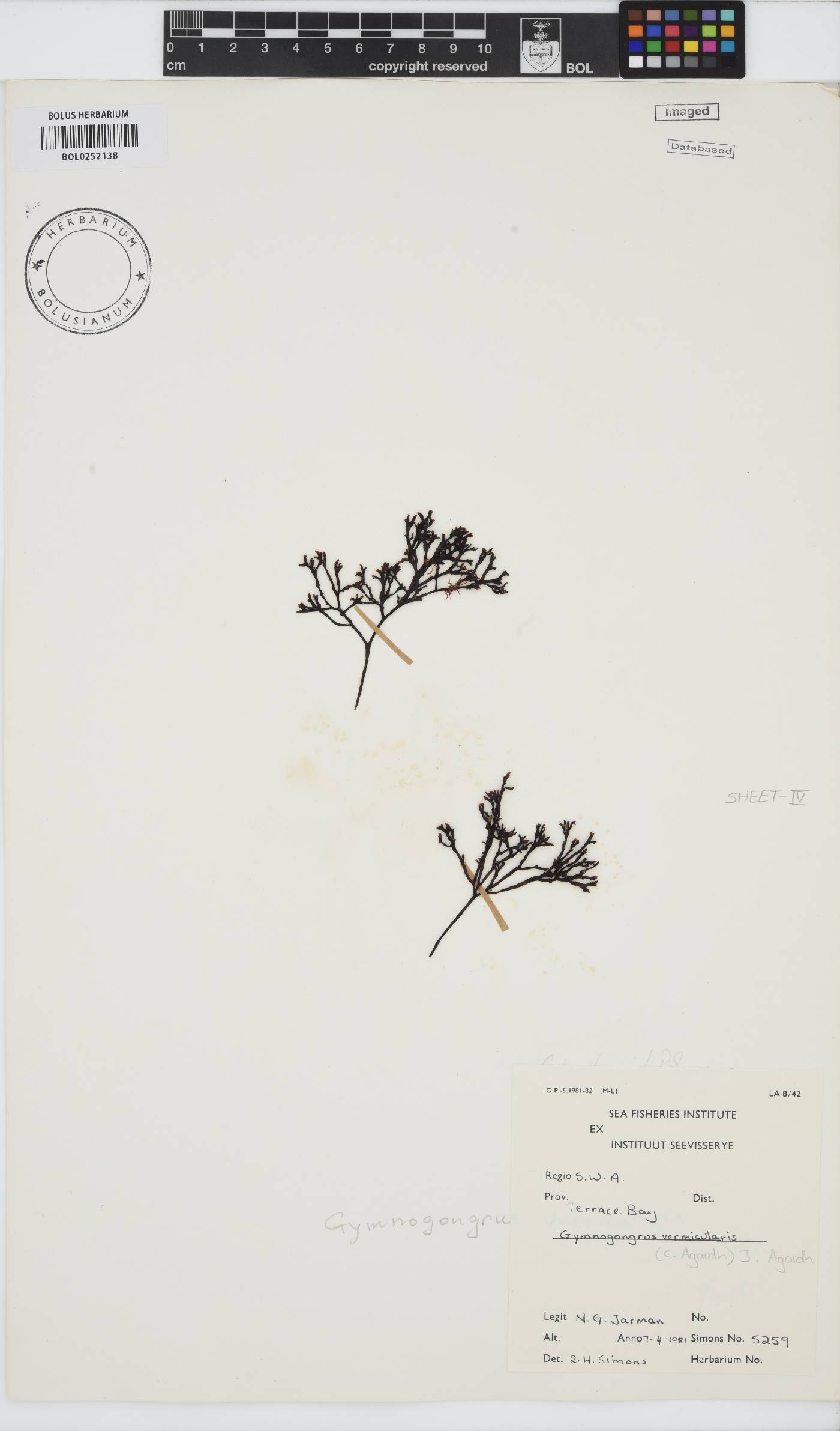 Ahnfeltiopsis vermicularis image