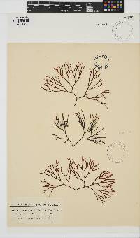 Ahnfeltiopsis vermicularis image
