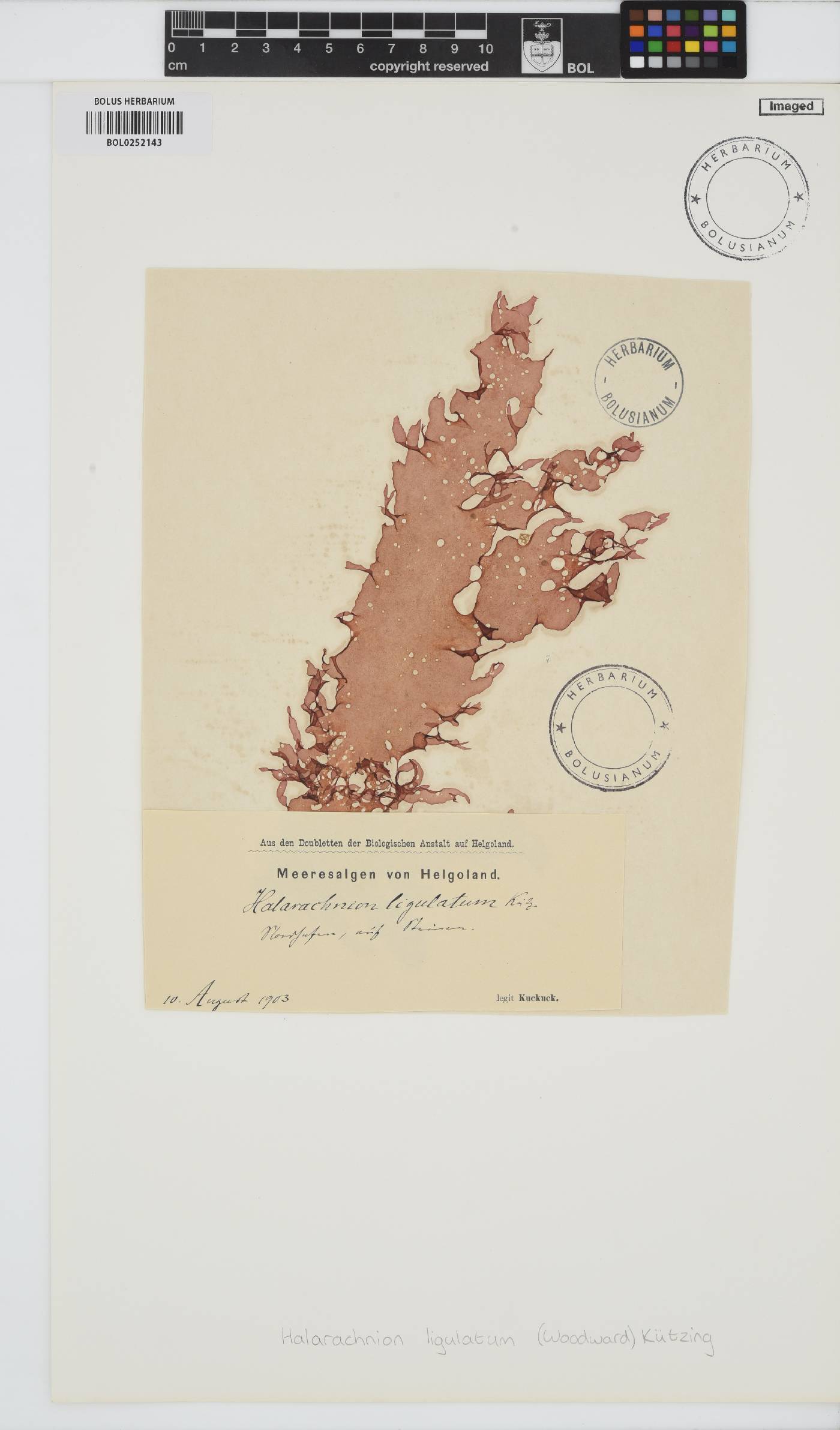 Halarachnion ligulatum image