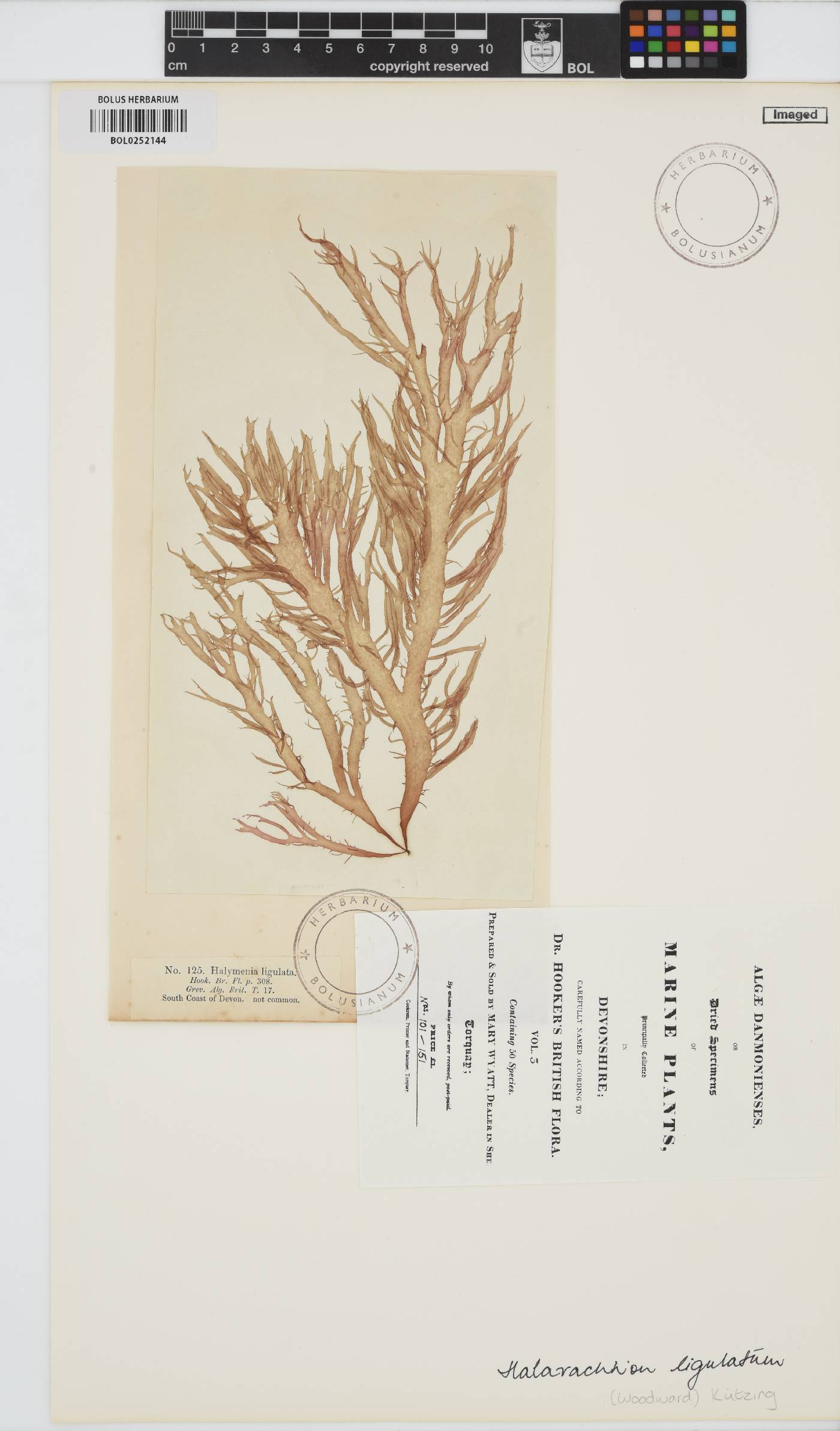 Halarachnion ligulatum image