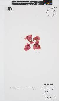 Drouetia coalescens image