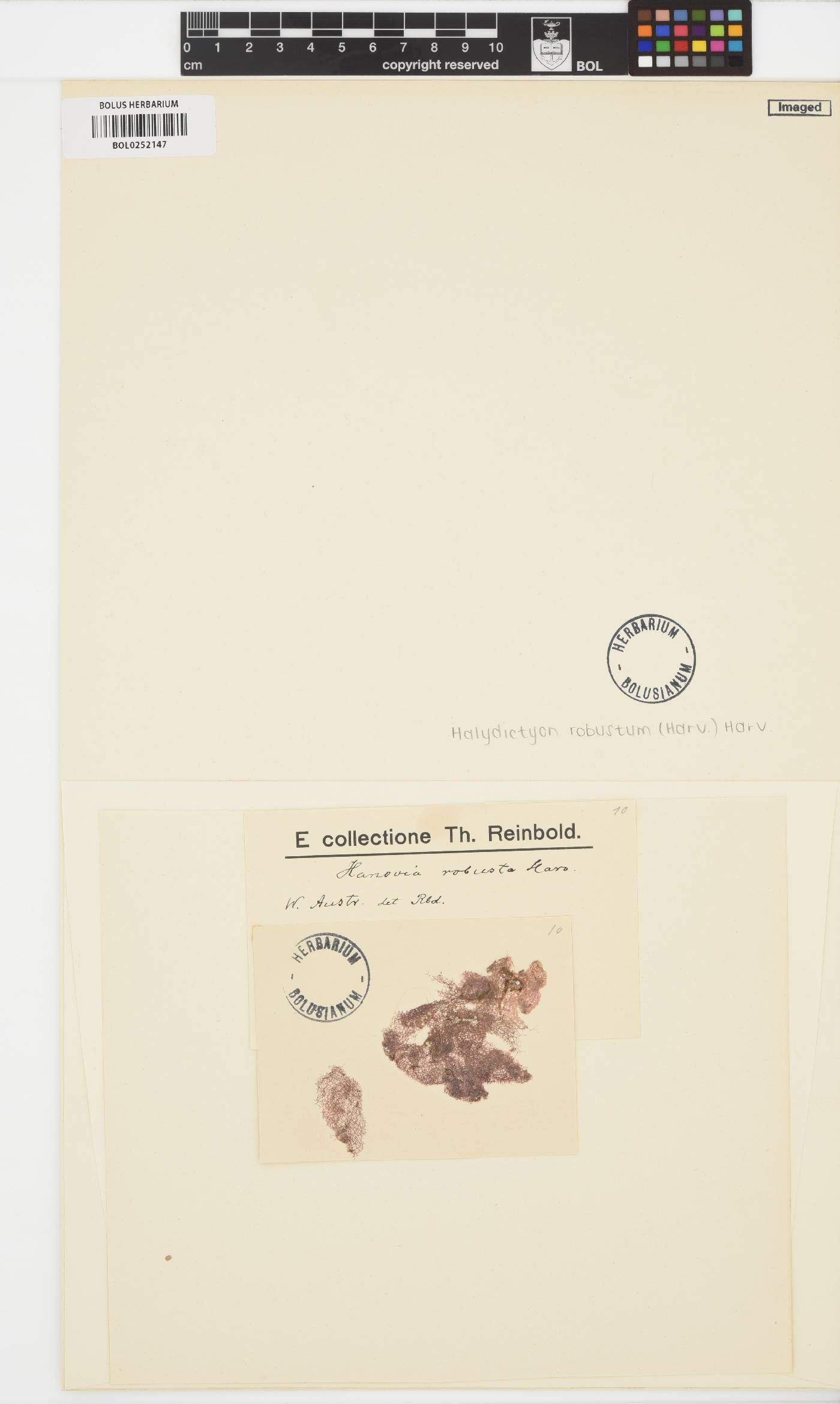 Halydictyon arachnoideum image