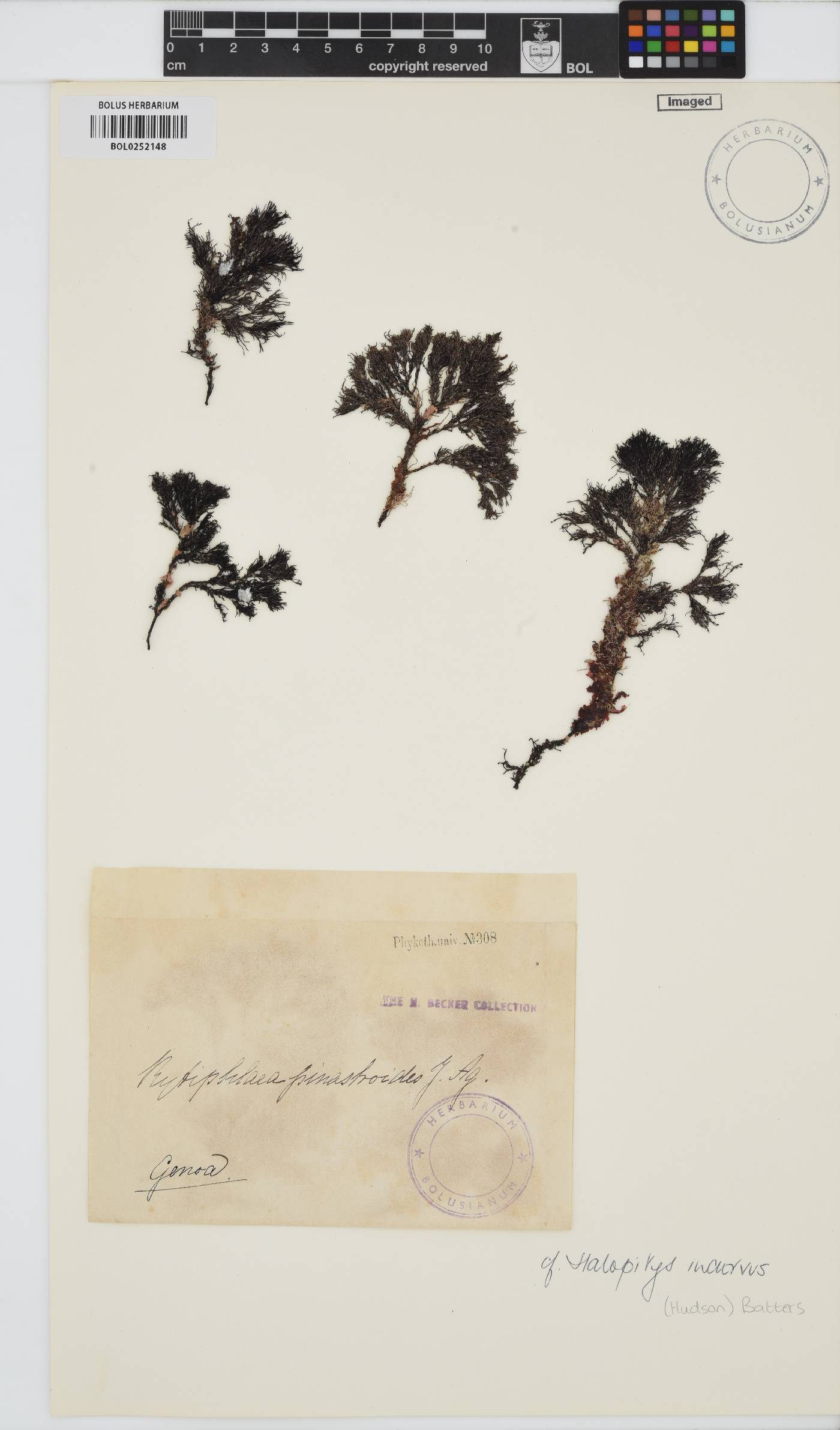 Halopithys image
