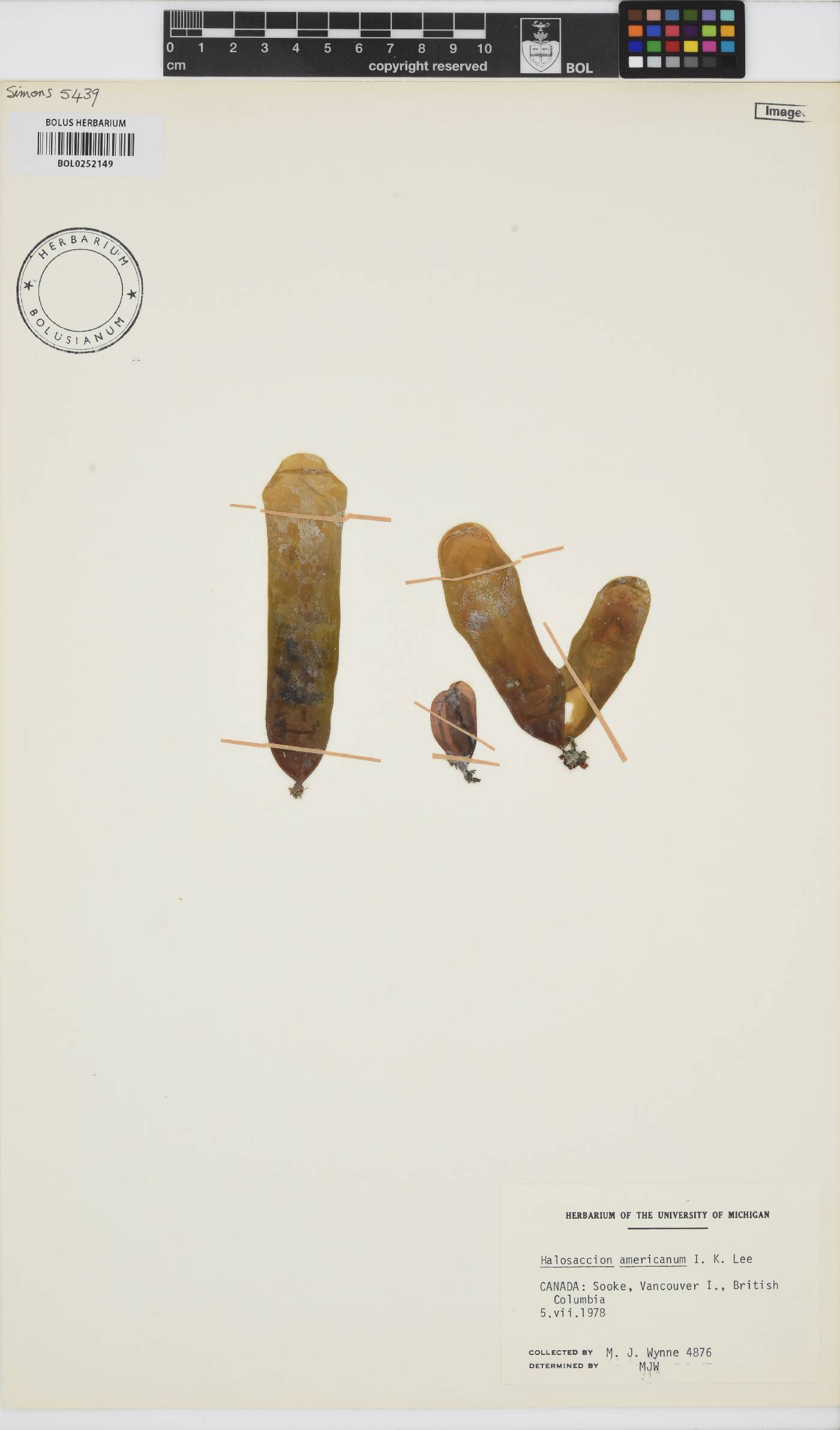 Halosaccion americanum image