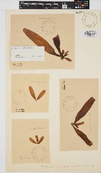 Image of Halosaccion glandiforme