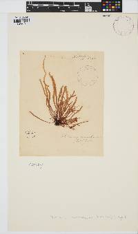 Devaleraea ramentacea image