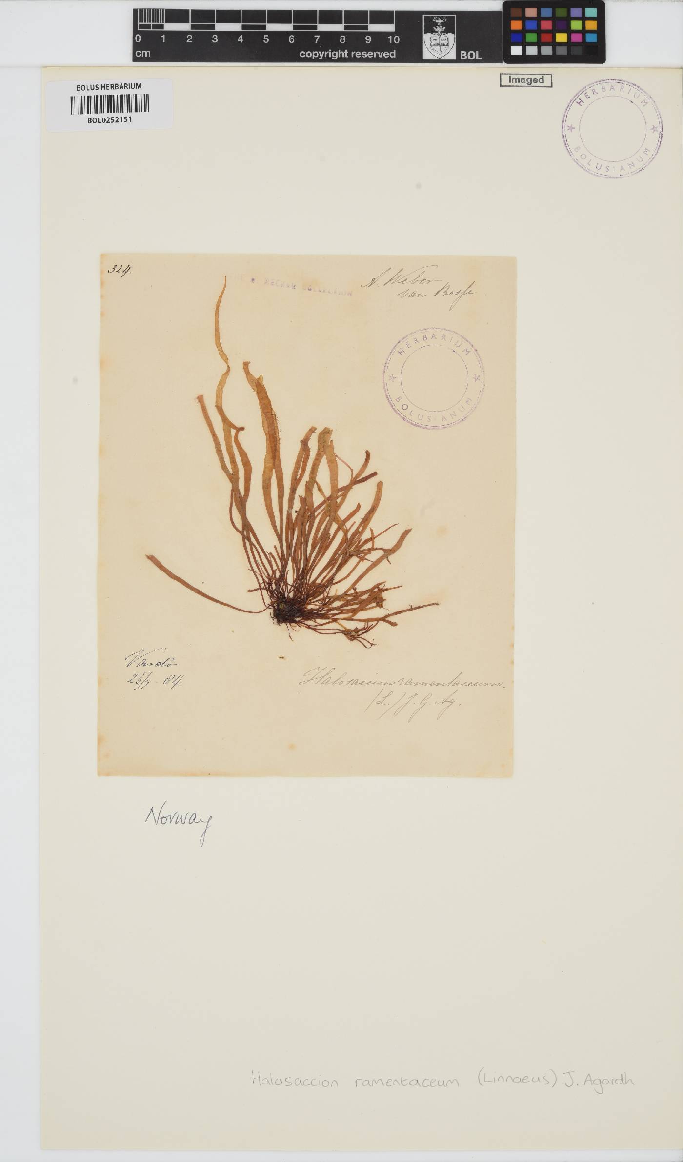 Devaleraea ramentacea image