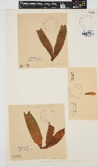 Halosaccion glandiforme image