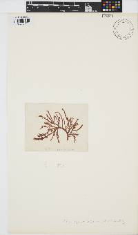Image of Halurus equisetifolius