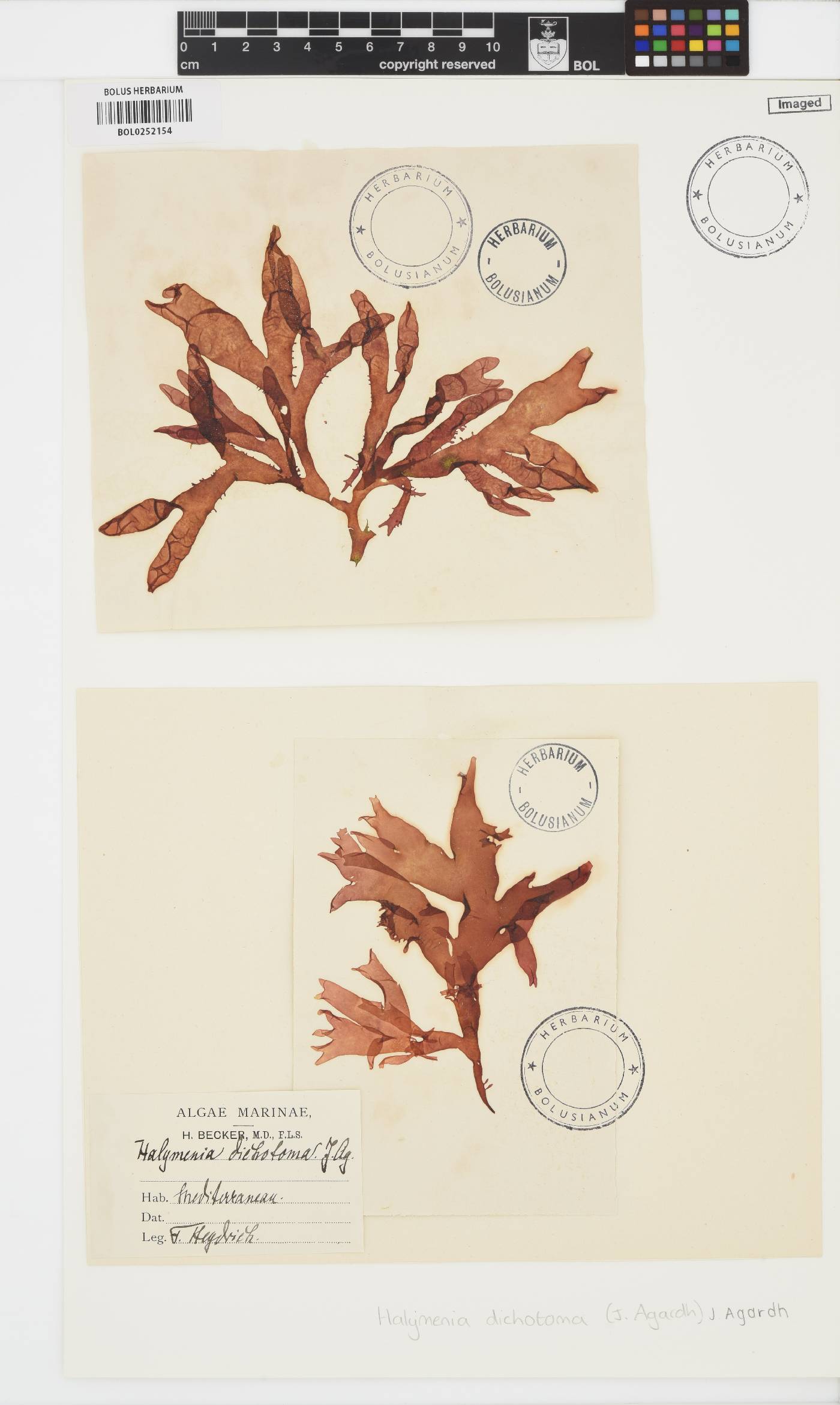Sebdenia dichotoma image