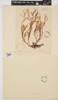 Halymenia durvillei image