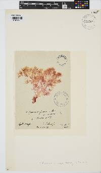 Image of Halymenia formosa