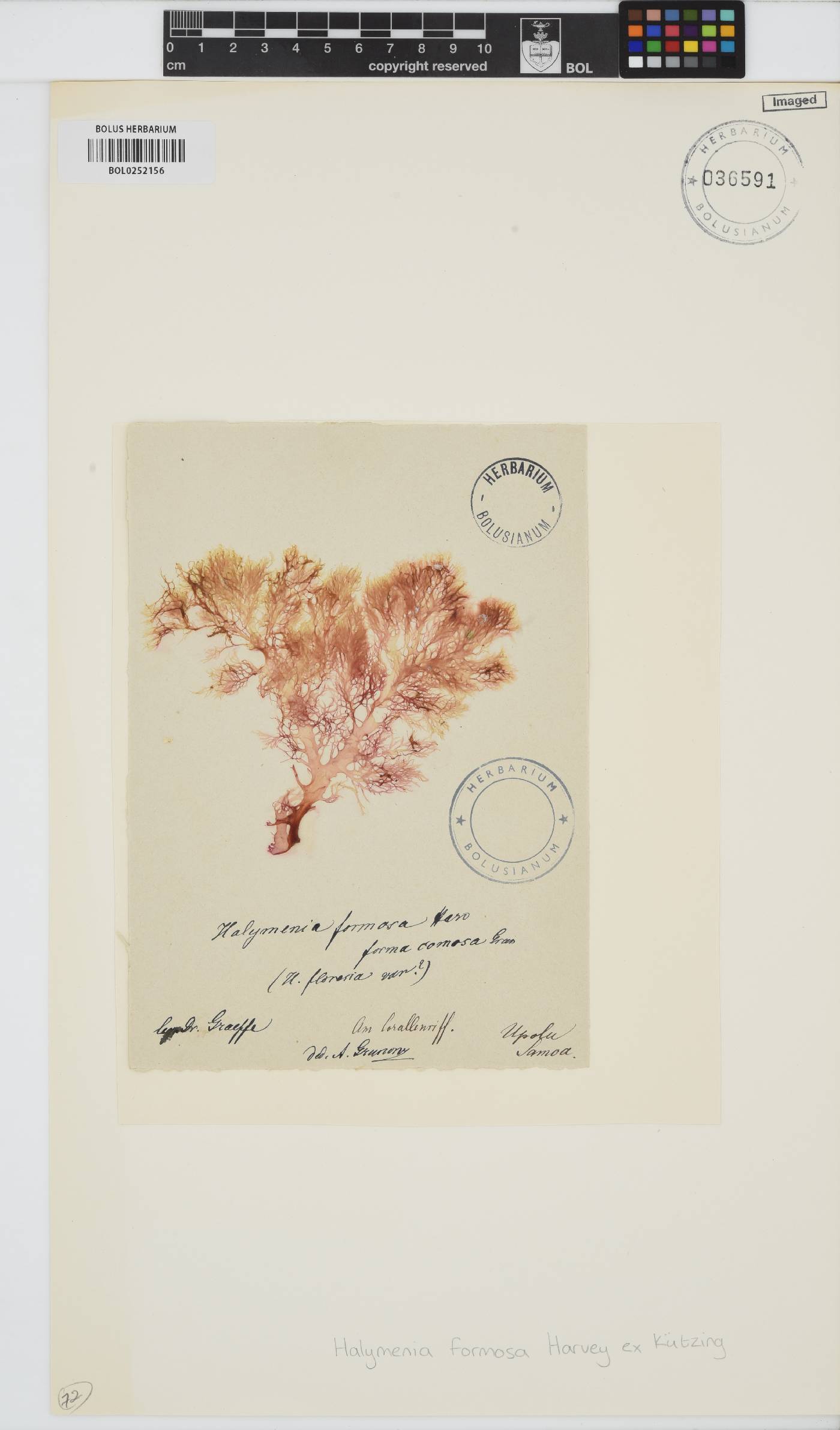 Halymenia formosa image